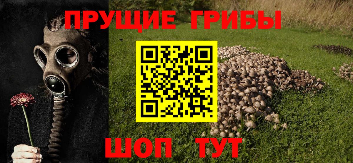 закладка  Галлюциногенные грибы Psilocybe  Тосно  Вход с VPN  Псилоцибиновые грибы MAGIC MUSHROOMS 